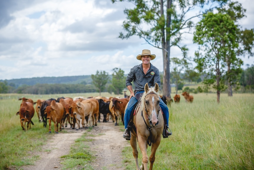 A man riding a horse with cattle following,