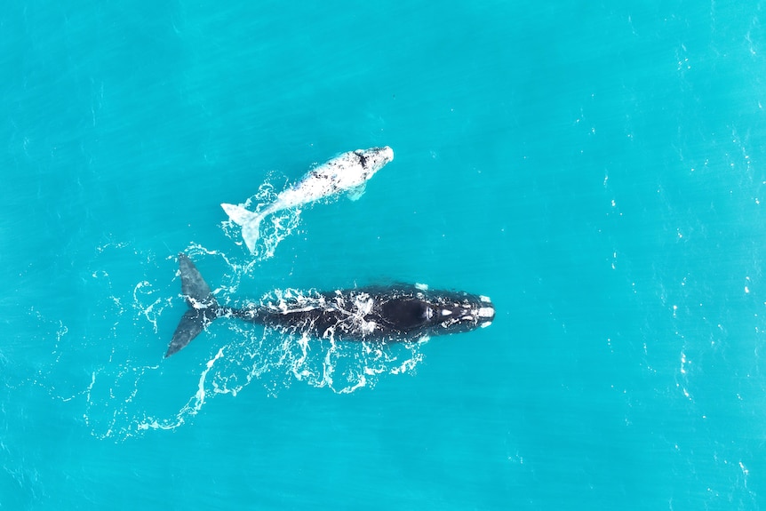 Aerial view of a southern right whale mother and calf in blue water