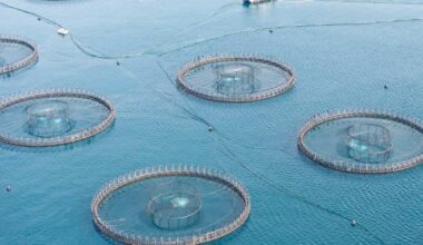 Salmon industry facing florfenicol ban after antibiotic found in marine life