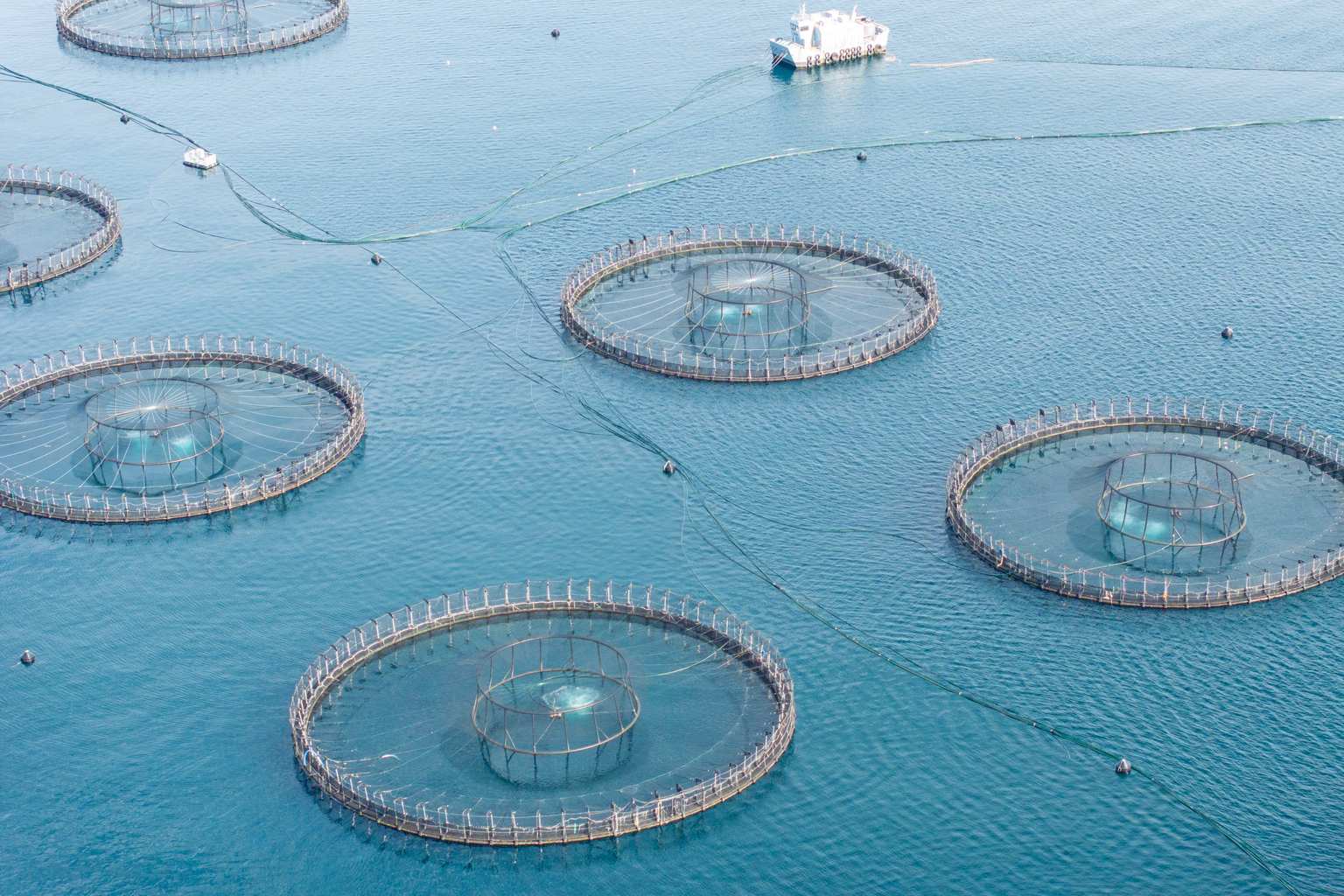 Salmon industry facing florfenicol ban after antibiotic found in marine life