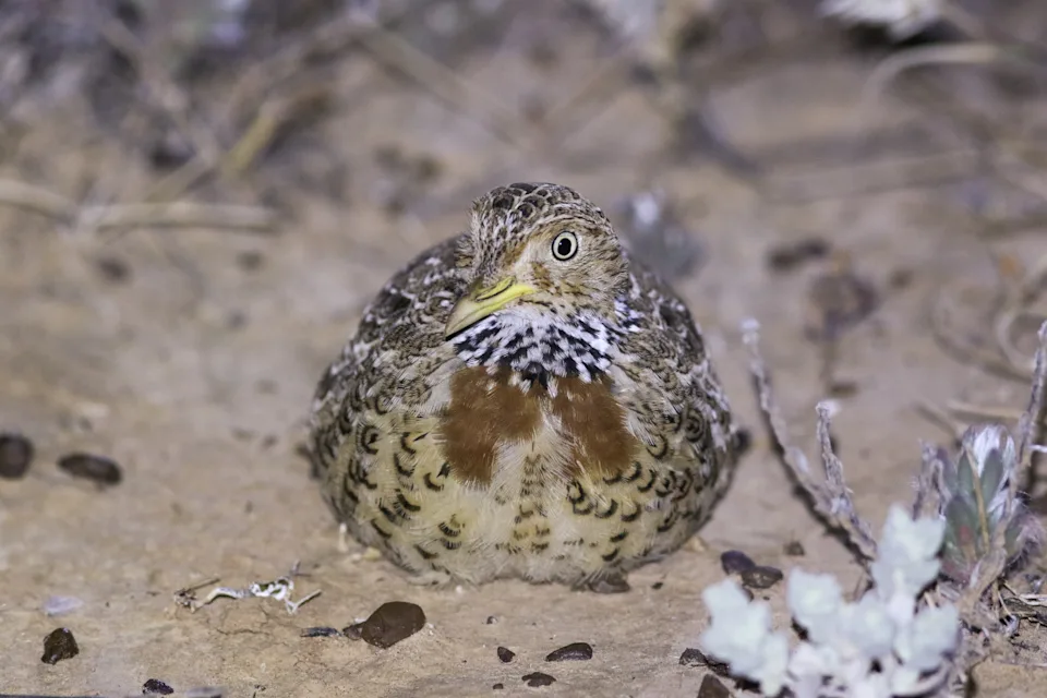 A plains wanderer sitting down at the North Australian Pastoral Company station.