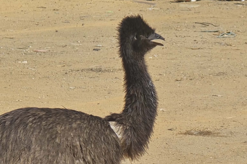 An emu standing on sand with an object caught around its neck.