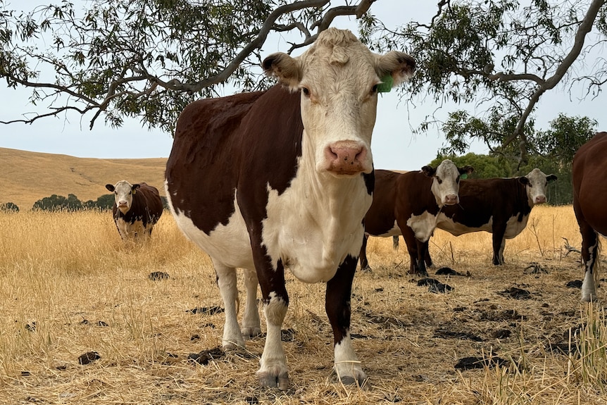 Cow staring at the camera.