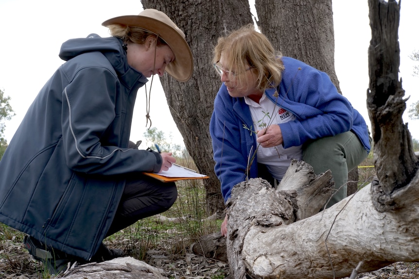 Two people crouch near a log.