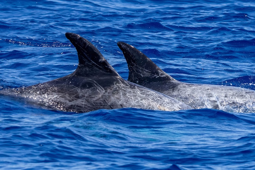 Two dolphin dorsal fins showing many fine white lines etched into grey skin