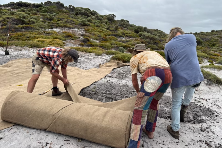 Three volunteers roll out weed mats on a beach.