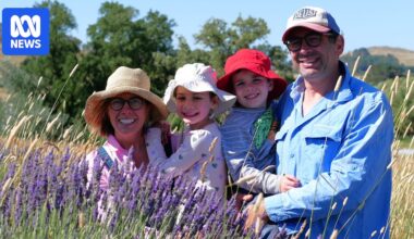 Lavender growers say watered-down oil imports are pricing them out