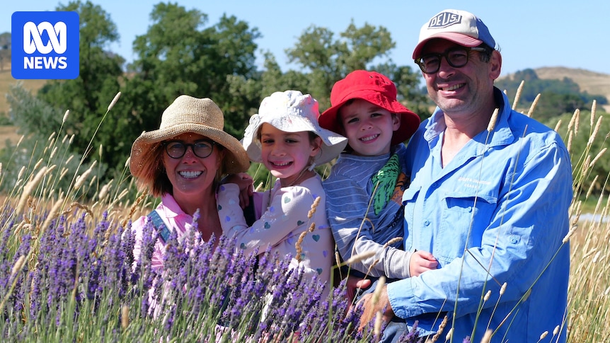 Lavender growers say watered-down oil imports are pricing them out