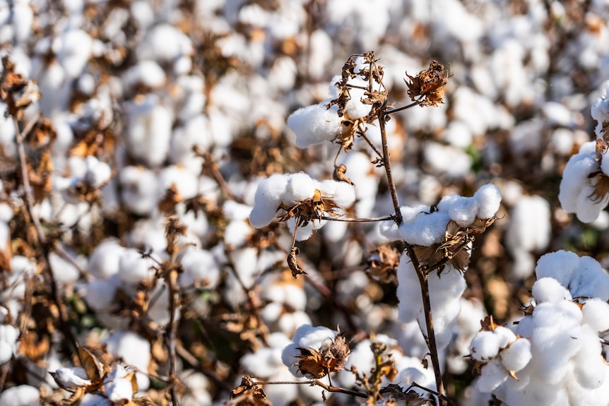 White fluffy buds of cotton grows on small branches and is packaged up in a truck for export.