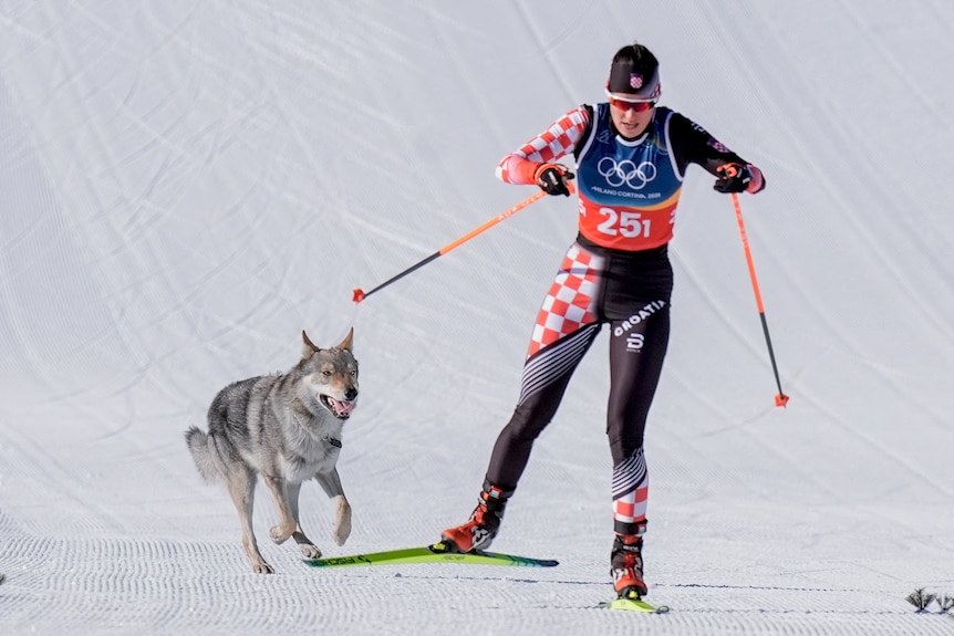 A dog runs behind a skier at the Winter Olympics.