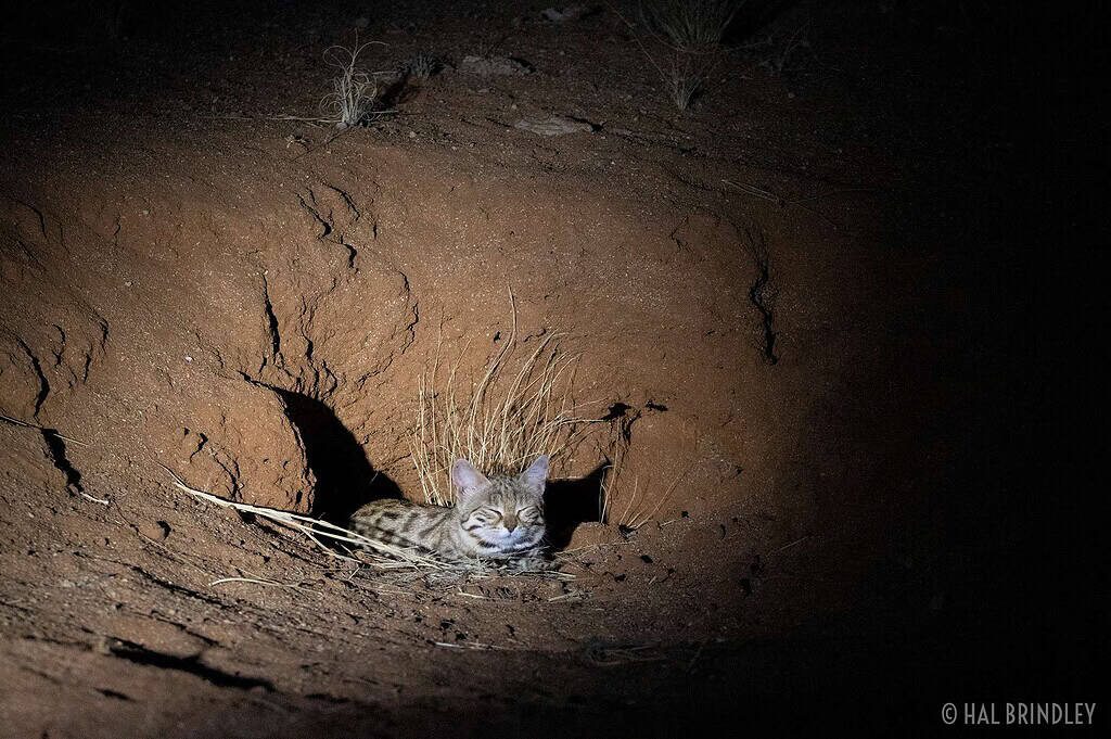Small wildcat resting in a burrow at night in a desert landscape.