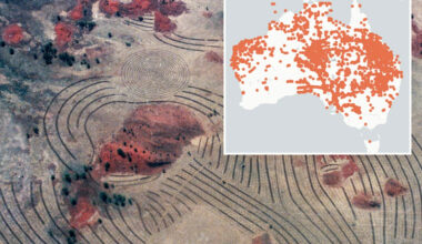 Outrage over plan that could turbocharge one of Australia's biggest invasive threats: 'Absurd'