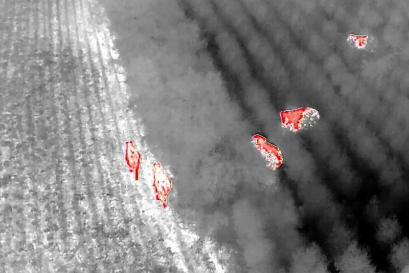 Infrared camera footage shows wild elephants feeding on farmland in Khon Buri district, Nakhon Ratchasima. (Photo supplied)