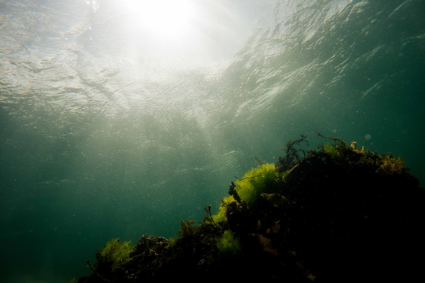 Seaweed underwater