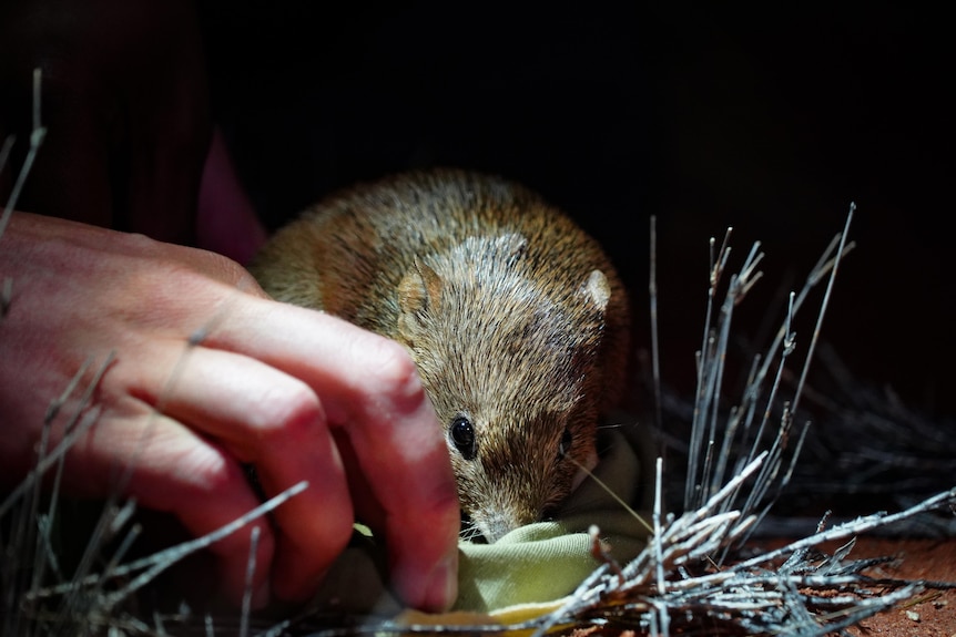A golden bandicoot emerges from a bag. Its little eyes peep over the edge. A hand is guiding it out.
