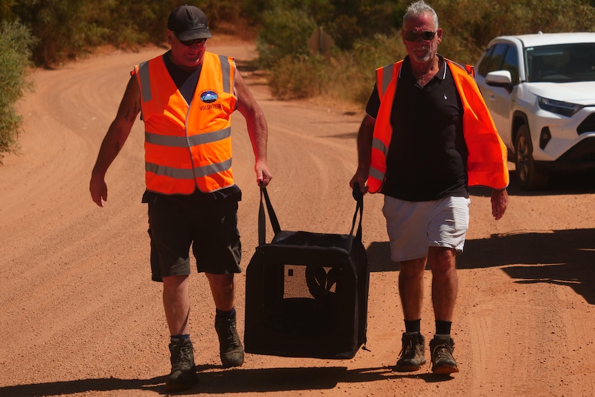 Two men in orange vests carrying an animal carrier with the silhouette of two swans visible inside