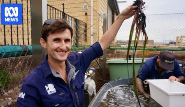 Marine biologists fight to save endangered seagrass species in Sydney Harbour