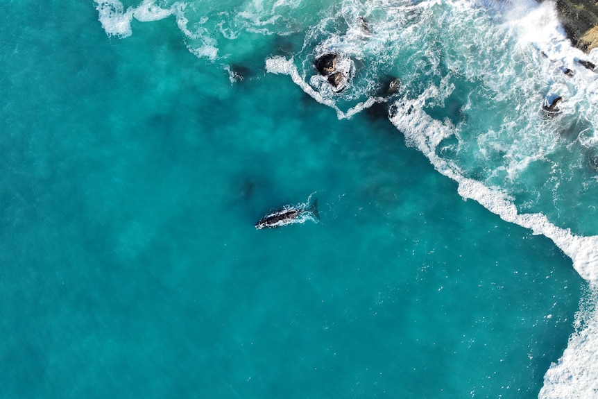 Aerial view of a southern right whale swimming near a cliff