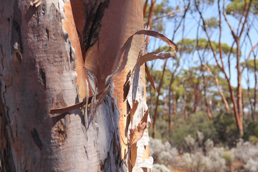Close up of a salmon gum trunk. 