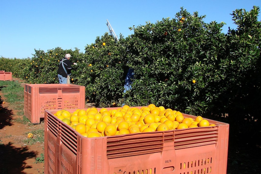 Oranges in crates in an orchard.