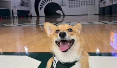 MSU set to host annual Corgi race during Saturday basketball game.