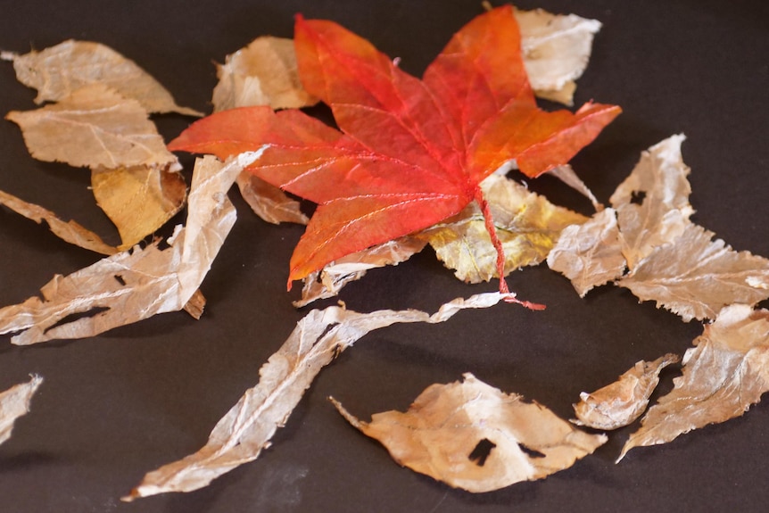 A close up of leaves on a black background