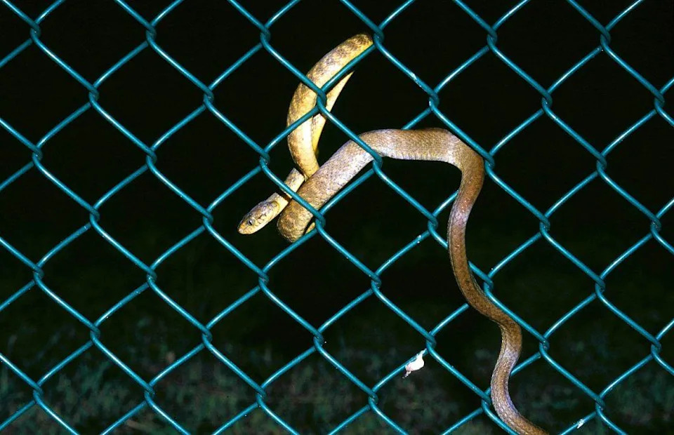 brown snake wrapped in and out of wire fence