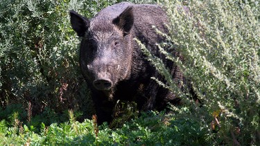 Ryan Brook, a professor at the University of Saskatchewan and head of the Canadian Wild Pig Research Project, says his grad student spotted a boar — similar to this one — that may have tipped the scales at more than 800 lbs.