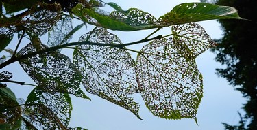 Leaves of a Linden tree devastated by Japanese beetles at a Halifax home in August 2024.
