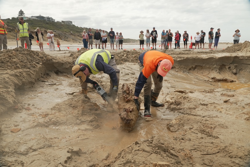 Two men washing what looks like whale spine bones on a dug out part of beach while people look on