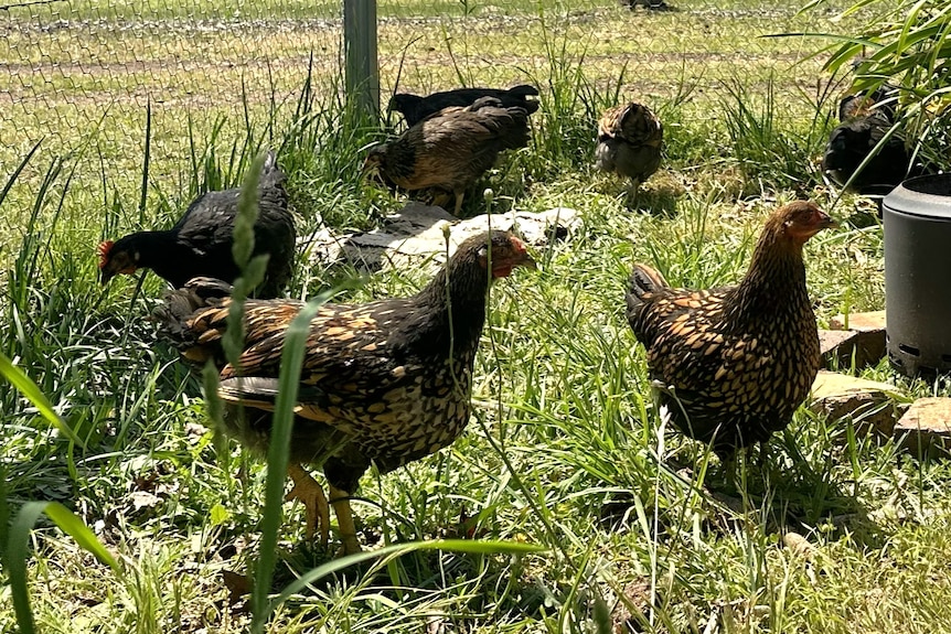 Several black and brown feathered chickens walking around a grass enclosure.