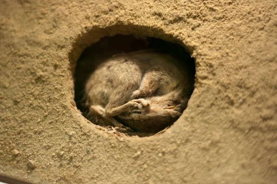Some animals find a protected spot to wait out the worst of it, like this chipmunk. <a href="https://www.flickr.com/photos/riebart/4653744013" rel="nofollow noopener" target="_blank" data-ylk="slk:Michael Himbeault;elm:context_link;itc:0;sec:content-canvas" class="link ">Michael Himbeault</a>, <a href="http://creativecommons.org/licenses/by/4.0/" rel="nofollow noopener" target="_blank" data-ylk="slk:CC BY;elm:context_link;itc:0;sec:content-canvas" class="link ">CC BY</a>