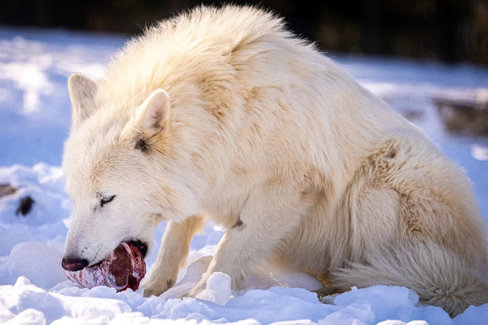Dire wolf eating a bloody bone in the snow. Courtesy Colossal Biosciences