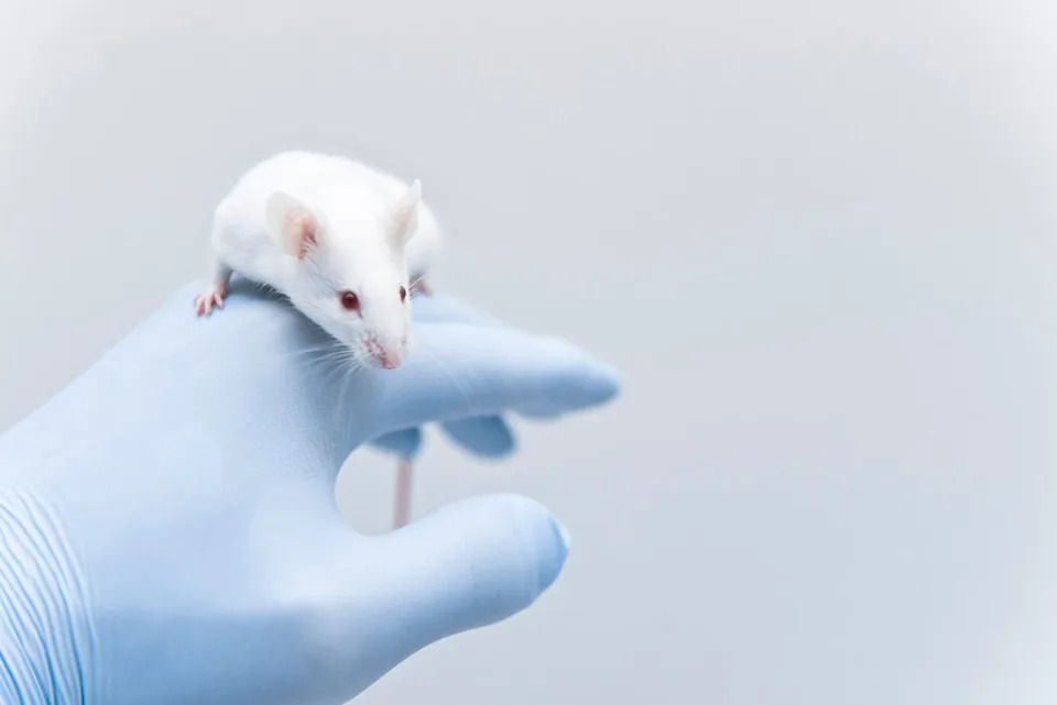 A study into the behaviour of mice found they have a ‘parenting hub’ in their brain (Getty Images)