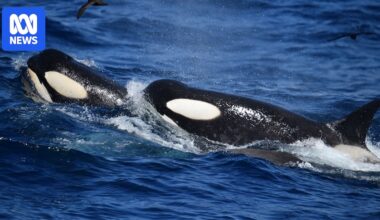 Antarctic type B killer whales seen for first time near WA's Bremer Bay