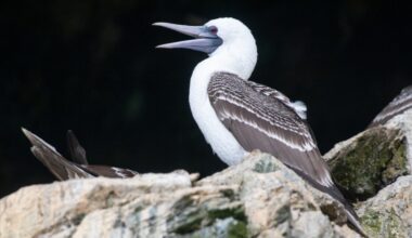 the Peruvian booby (Sula variegata)