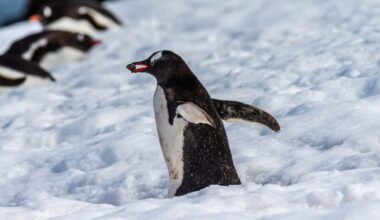 Close Up Of A Gentoo Penguin (pygoscelis Papua) Walking In A Snowy Landscape On Trinity Island, On The Antarctic Peninsula.