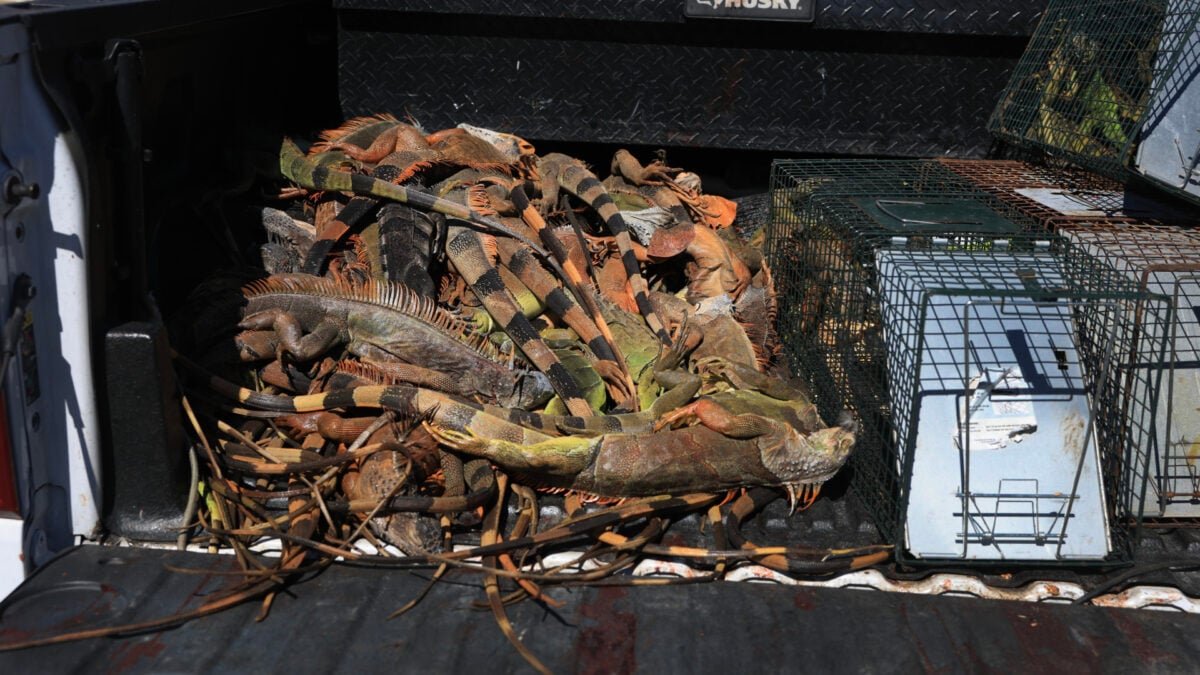 Iguanas Fell From Trees During Florida Cold Snap—and the Numbers Are Staggering