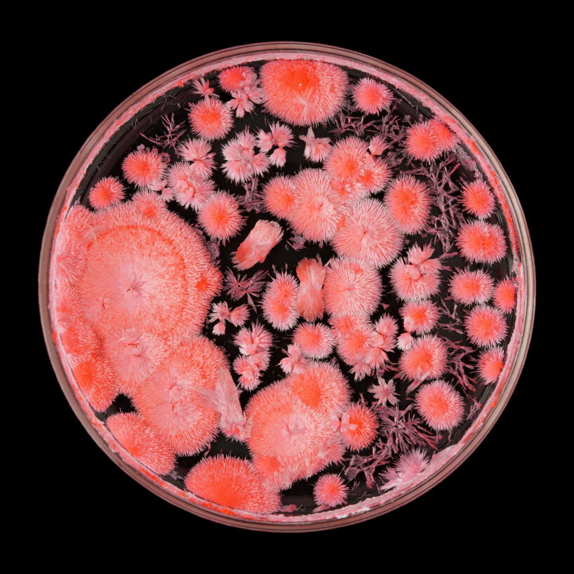 crystal garden seasons