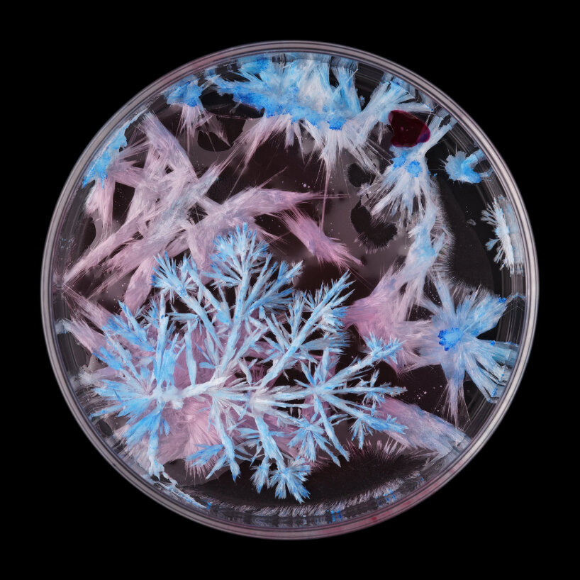 crystal garden seasons