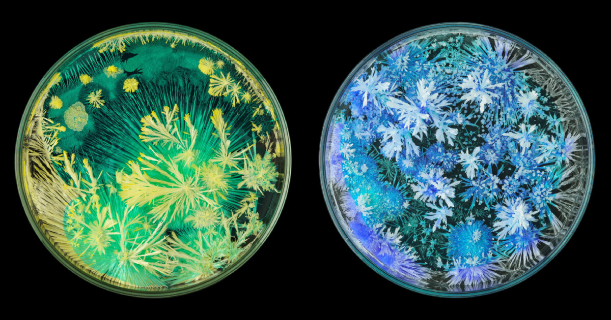 crystals show how they grow within a garden of glass petri dishes