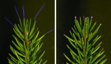 Trees Fire Off Ultraviolet Sparkles During Thunderstorms, Scientists Confirm