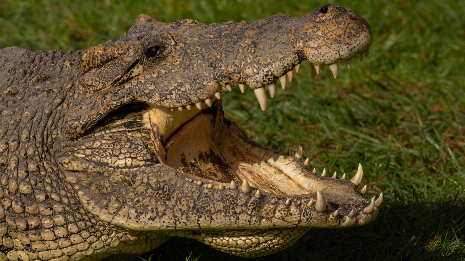 large Cuban crocodile with its mouth open
