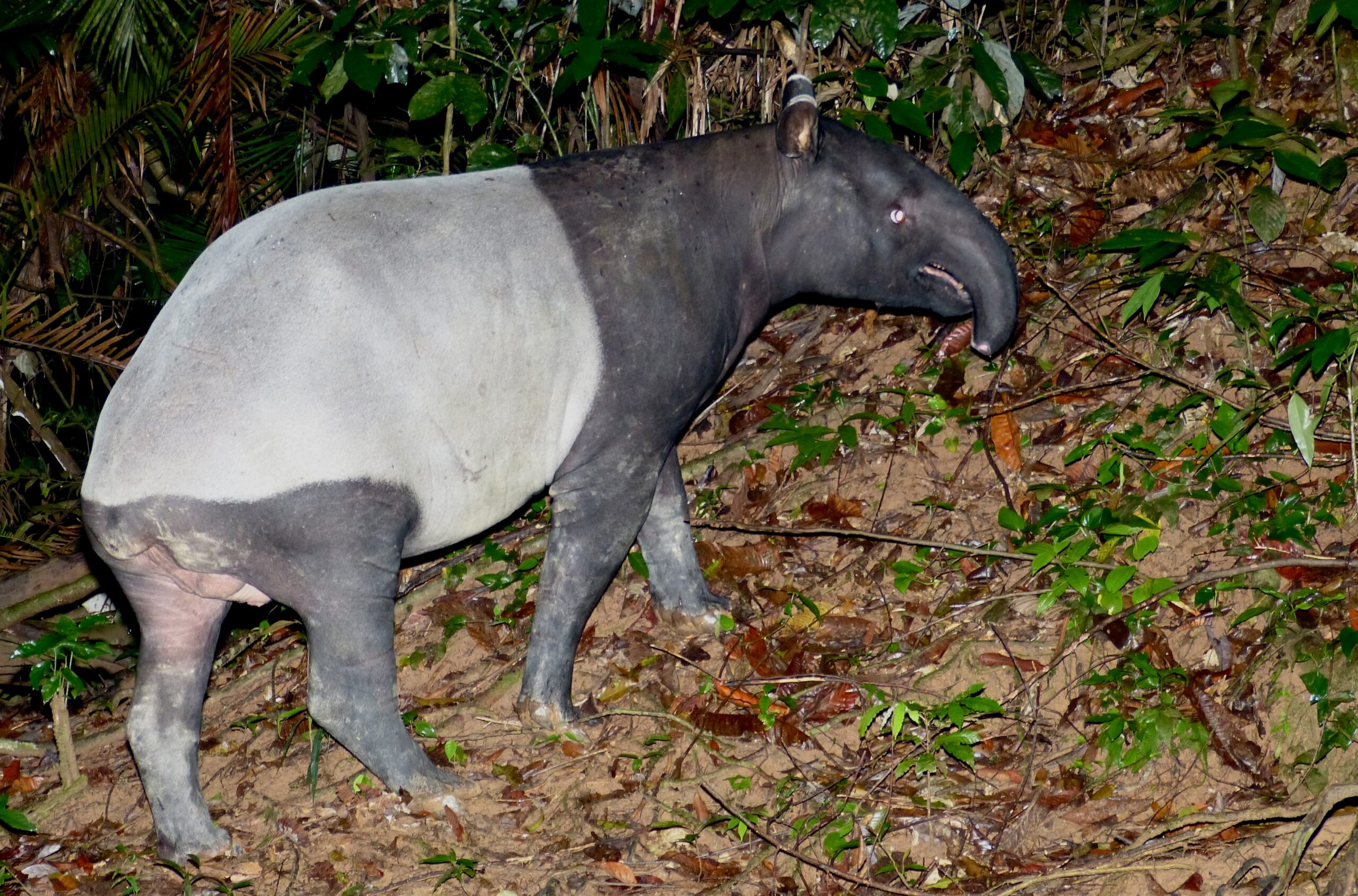 Adult Asian tapir