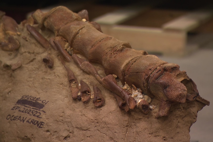 A brown coloured fossil of a bone attached to block of sandy rock.