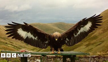Estate licence suspended after golden eagle's 'sudden disappearance' - BBC