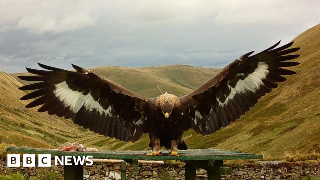 Estate licence suspended after golden eagle's 'sudden disappearance' - BBC