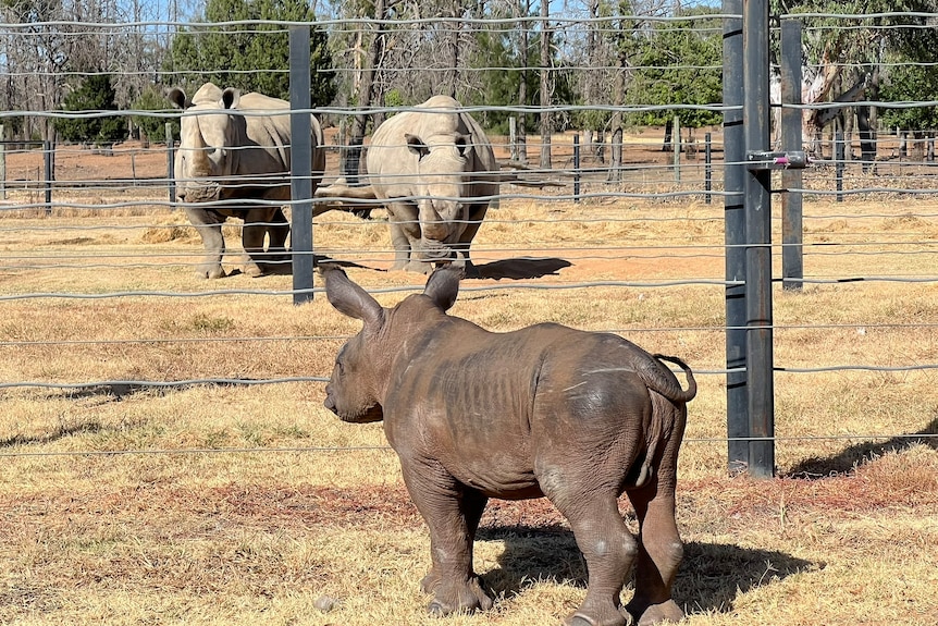 A small brown rhino calf looks over his fencing to a pen with two larger adult rhinos