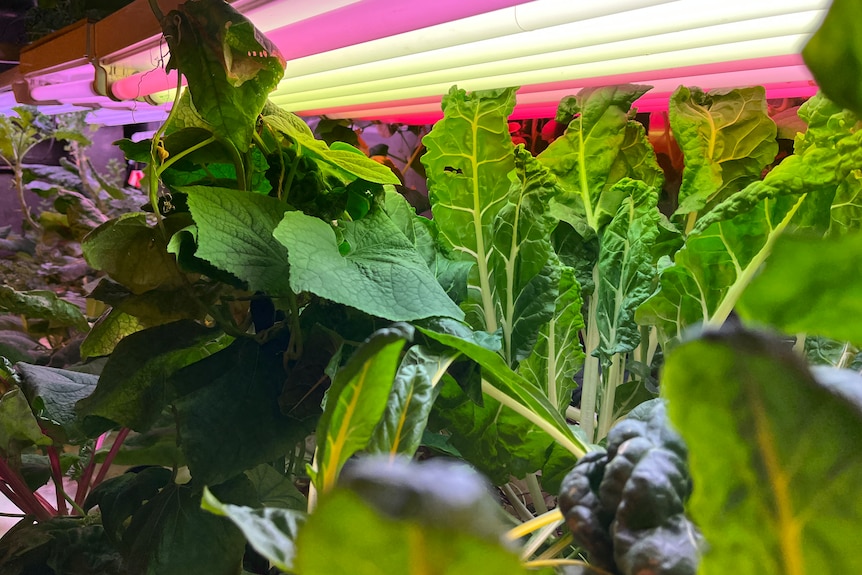 Plants growing at the hydroponics facility at Casey Station in Antarctica.