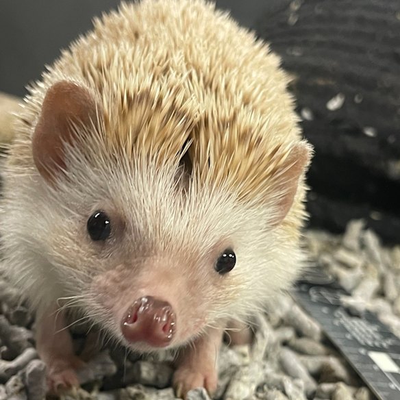 An African pygmy hedgehog seized during Operation Django coming into Australia.